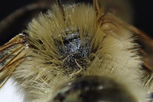Andrena sp.