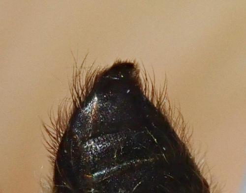 Andrena sp.
