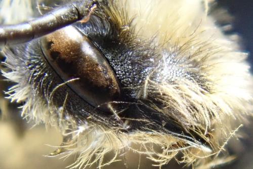 Andrena sp.
