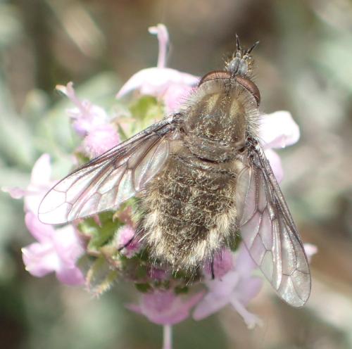 Réf. 301 211 : Conophorus griseus