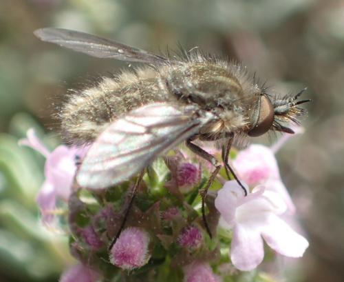 Réf. 301 212 : Conophorus griseus