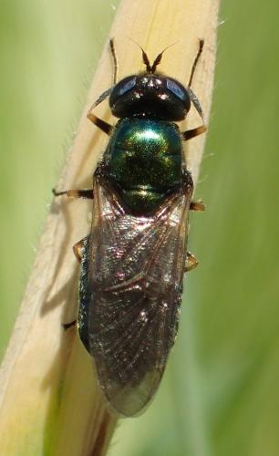 Réf. 301 253 : Chloromyia formosa