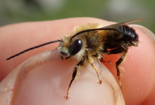 Eucera caspica