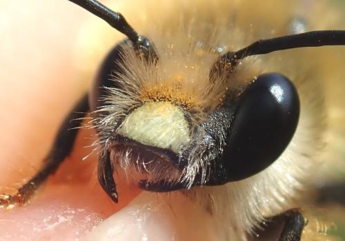 Réf. 301 558 : Eucera caspica