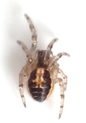 Zygiella sp.