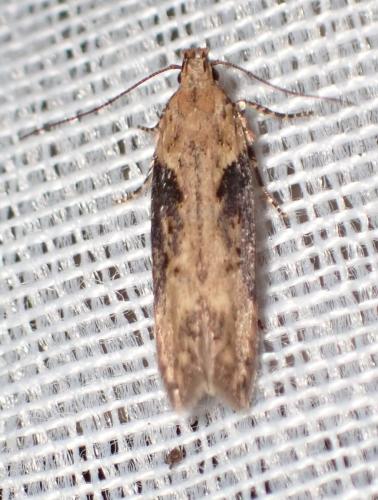 Réf. 301 423 : Scrobipalpa costella
