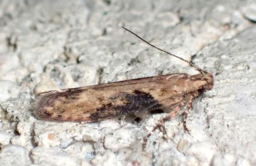 Réf. 301 424 : Scrobipalpa costella