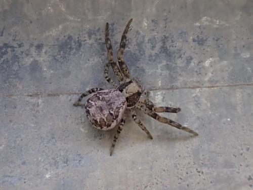 Xysticus sp.