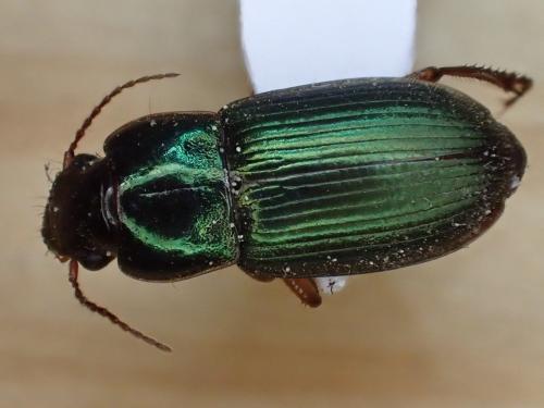 Réf. 301 493 : Harpalus affinis