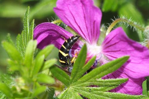 Réf. 301 586 : Odynerus sp.