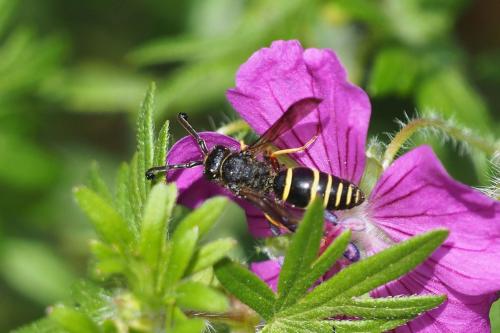 Réf. 301 447 : Odynerus sp.