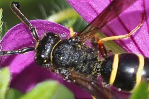 Réf. 301 478 : Odynerus sp.