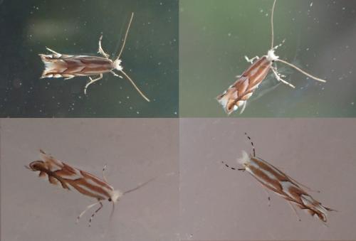 Réf. 301 522 : Phyllonorycter distentella