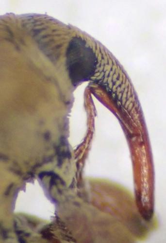 Tychius medicaginis