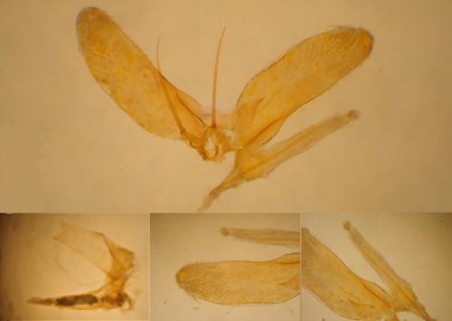 Réf. 301 596 : Phyllonorycter distentella