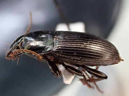 Réf. 301 707 : Harpalus dimidiatus