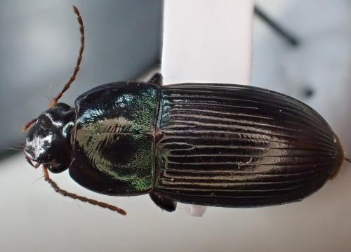 Réf. 301 706 : Harpalus dimidiatus