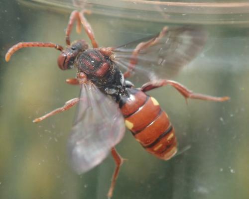 Réf. 301 871 : Nomada striata