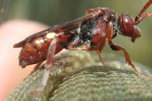 Réf. 301 874 : Nomada striata