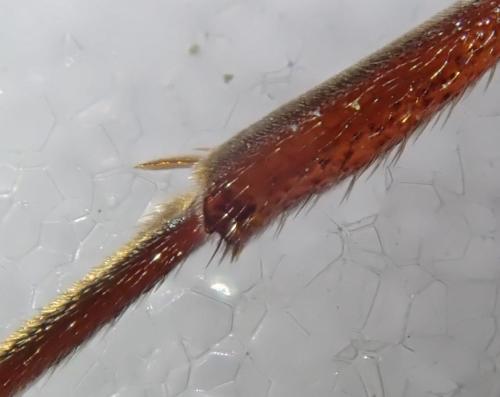 Réf. 301 875 : Nomada striata