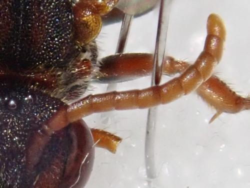 Réf. 301 877 : Nomada striata