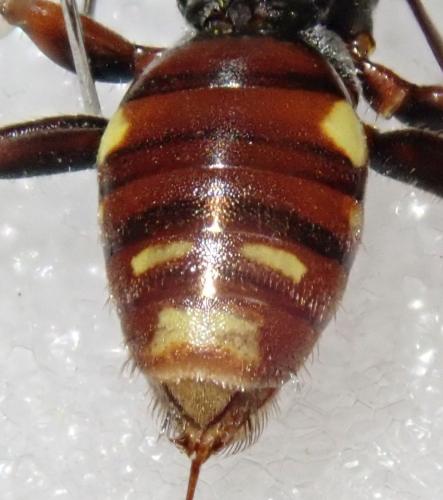 Réf. 301 876 : Nomada striata