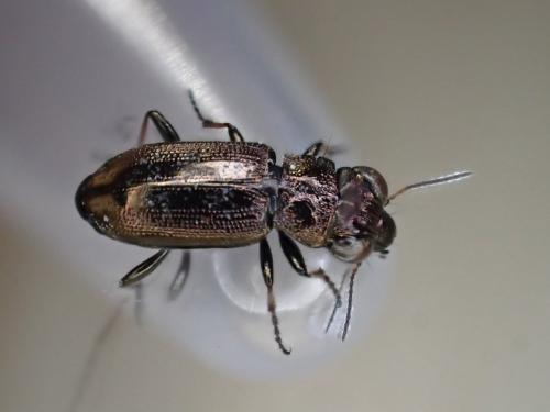 Réf. 301 961 : Notiophilus biguttatus