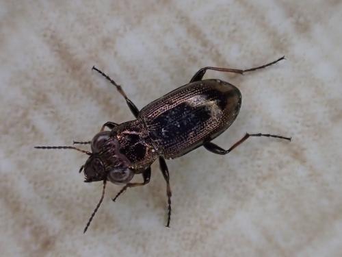 Réf. 301 957 : Notiophilus biguttatus