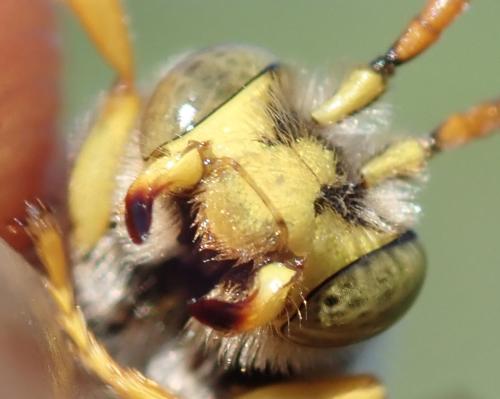 Nomada nobilis