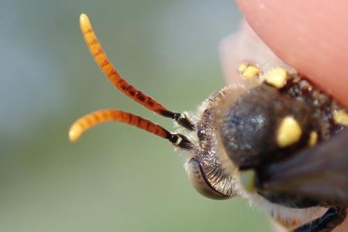 Nomada nobilis