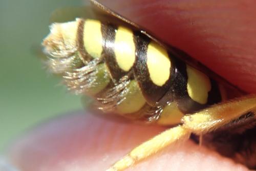 Nomada nobilis