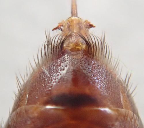 Réf. 301 925 : Nomada striata