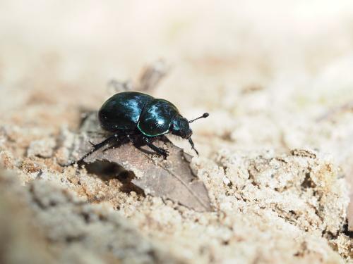 Réf. 301 292 : Trypocopris pyrenaeus