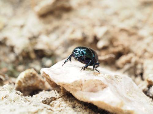 Réf. 301 293 : Trypocopris pyrenaeus