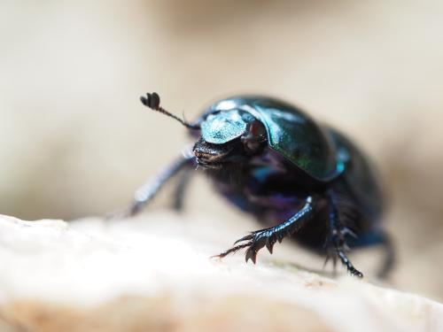 Réf. 301 294 : Trypocopris pyrenaeus