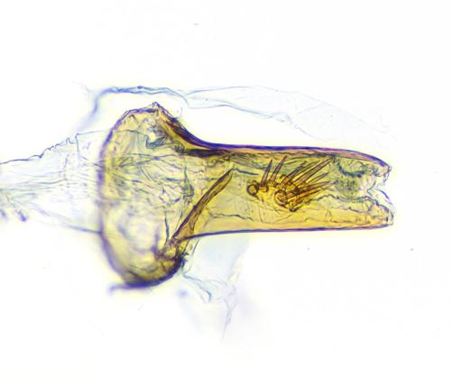 Réf. 301 915 : Phiaris sp.