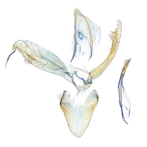 Phyllonorycter staintoniella