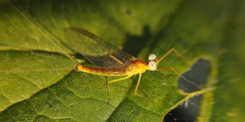 Heptagenia sulphurea