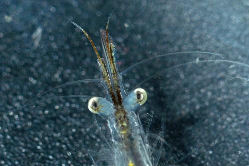 Praunus flexuosus