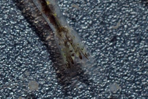 Praunus flexuosus