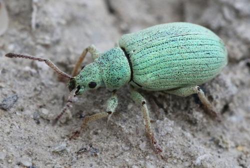 Réf. 301 865 : Phyllobius virideaeris