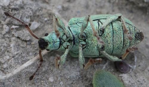 Réf. 301 866 : Phyllobius virideaeris