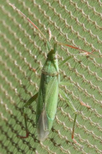 Réf. 301 777 : Stenodema calcarata