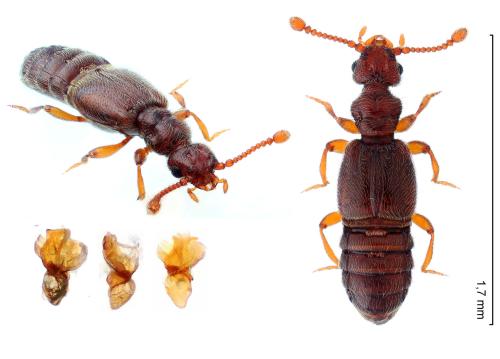 Euplectus sanguineus