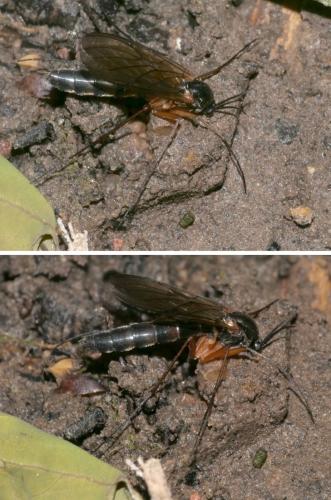 Réf. 301 923 : Platyura marginata