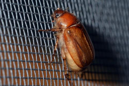 Melolonthinae