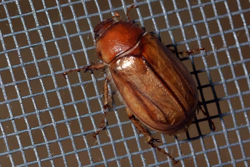 Melolonthinae