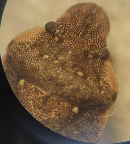 Réf. 301 716 : Sciocoris sideritidis