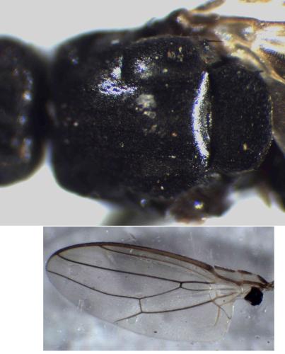 Sphaerocera curvipes