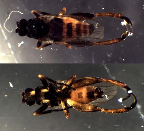 Sphaerocera curvipes